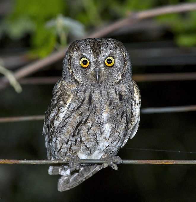 Содержание сплюшки в домашних условиях