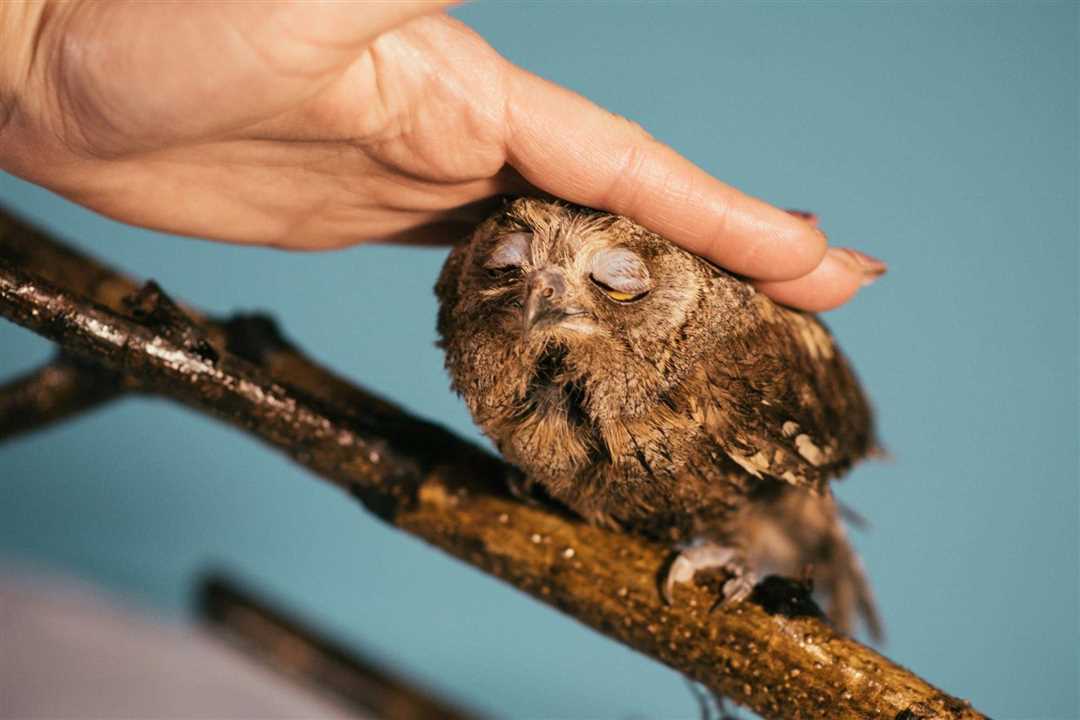 Сплюшка фото птица - насладитесь красивыми фотографиями этой птицы