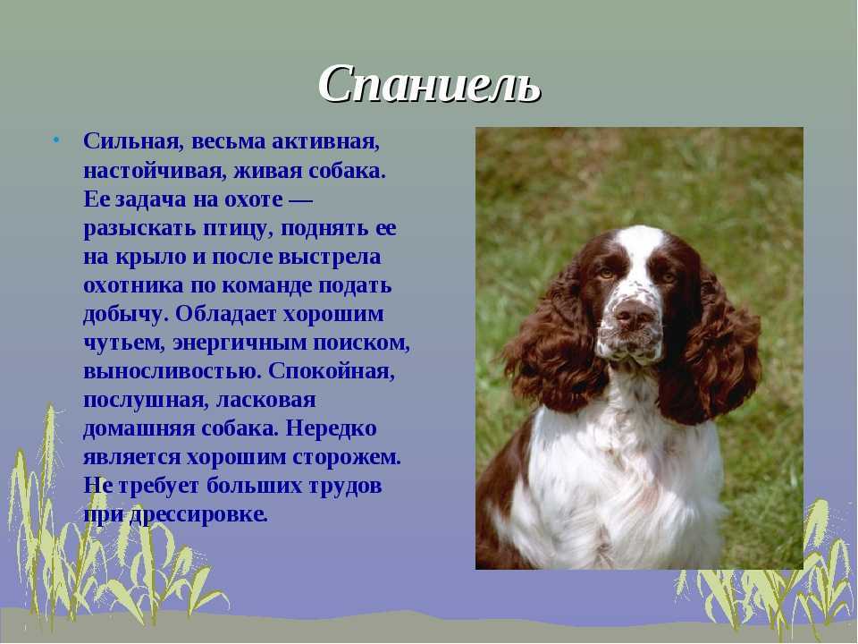 Русский кокер спаниель: описание породы и особенности поведения