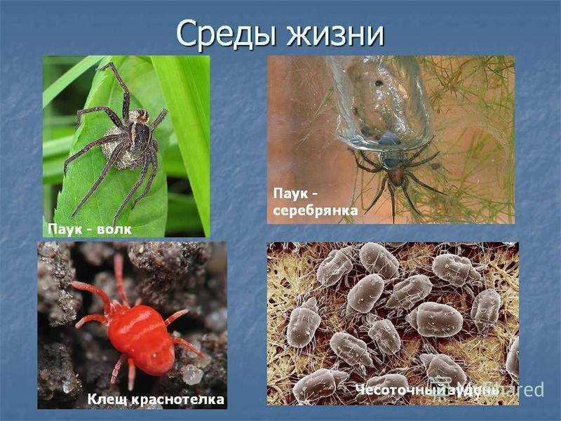 3. Парные ноги