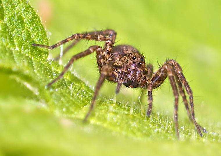 Среда обитания паукообразных