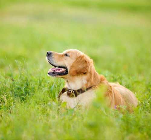 Сроки течки у собак: сколько длится и как понять, что начался эстральный цикл Сроки течки у собак: сколько длится и как понять, что начался эстральный цикл