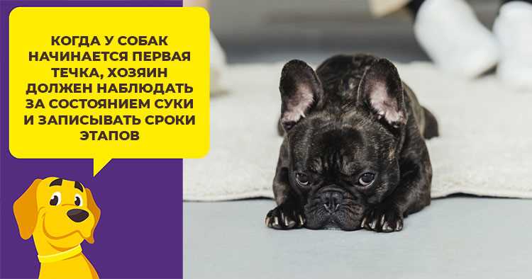 Определение течки у сук: основные признаки