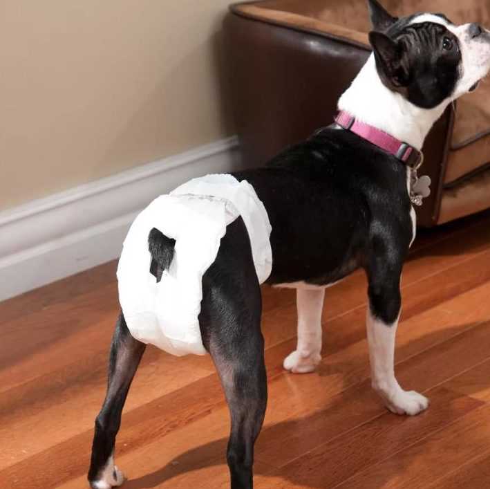 Как обеспечить безопасность собаки во время прогулок?