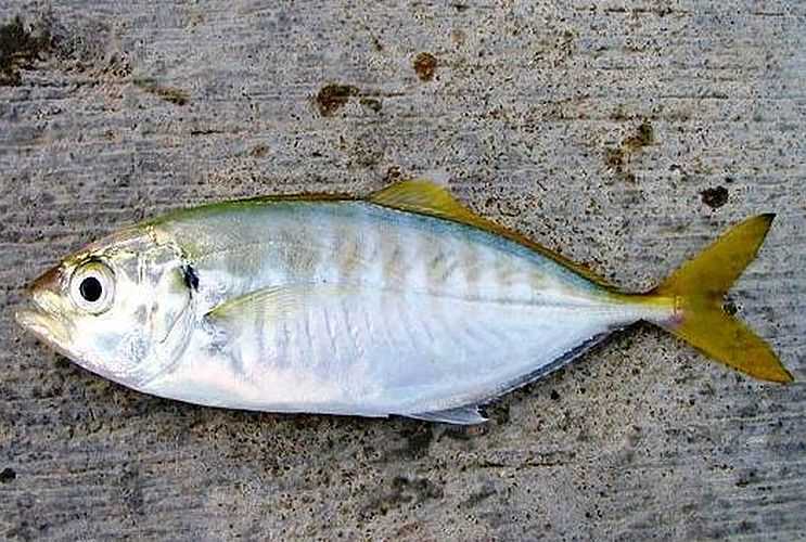 Польза и вред ставриды