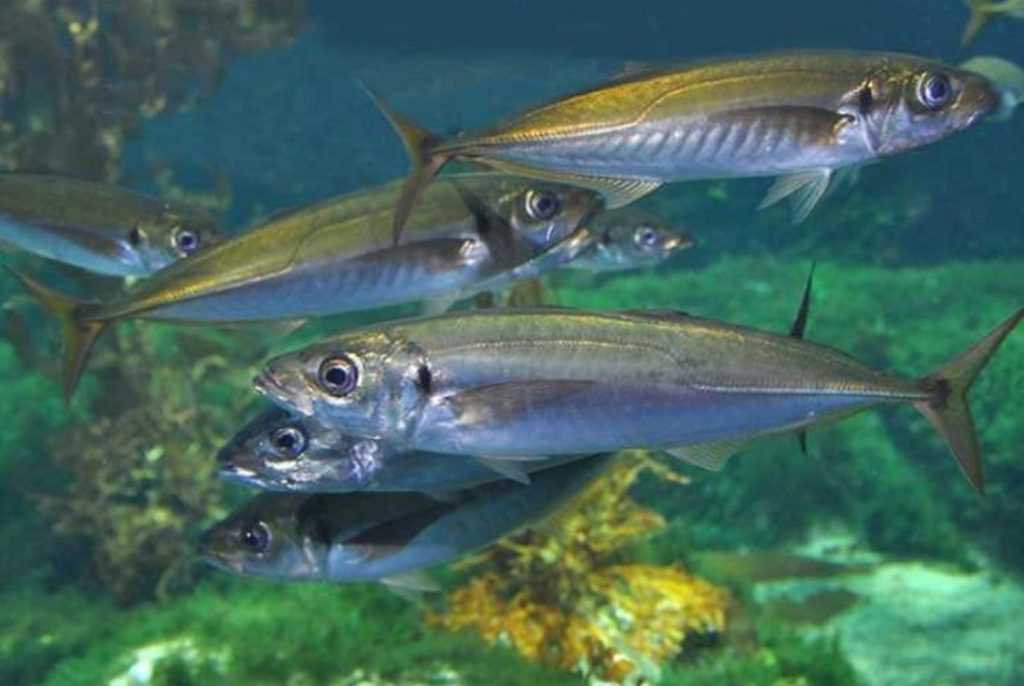 Искусственные приманки для ловли ставриды: