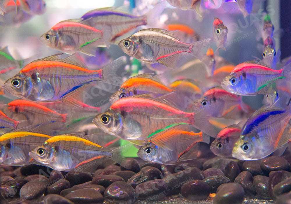 Среда обитания