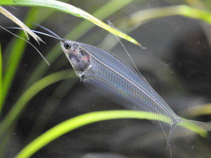 Уход и содержание стеклянного сомика