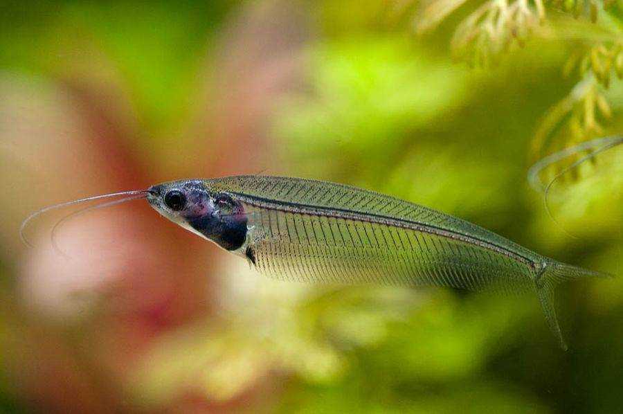 Стеклянный сомик содержание Стеклянный сомик содержание