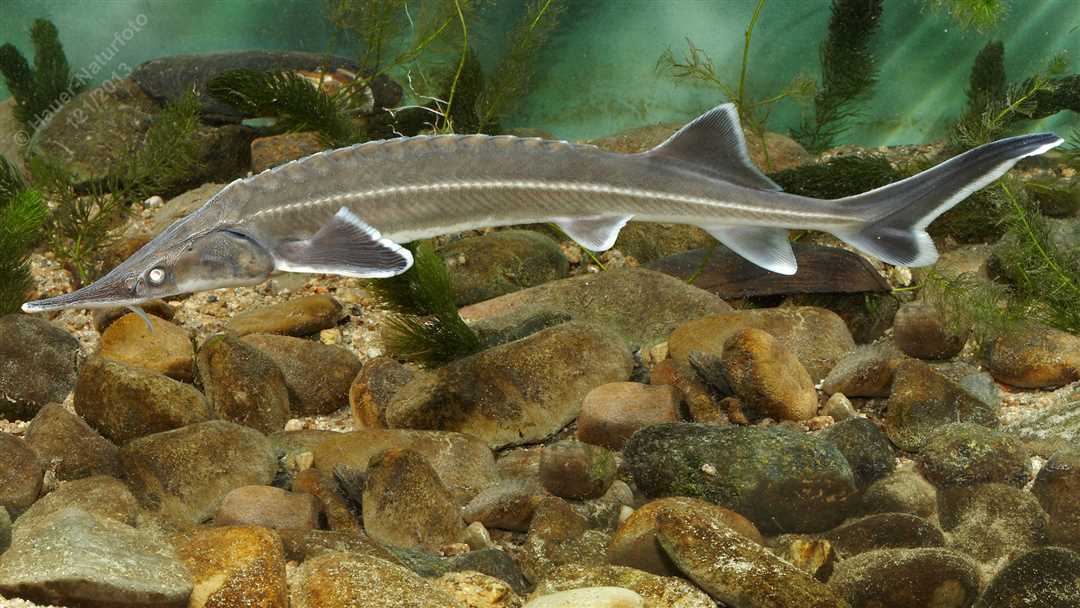 Как выглядит стерлядь: фото и описание