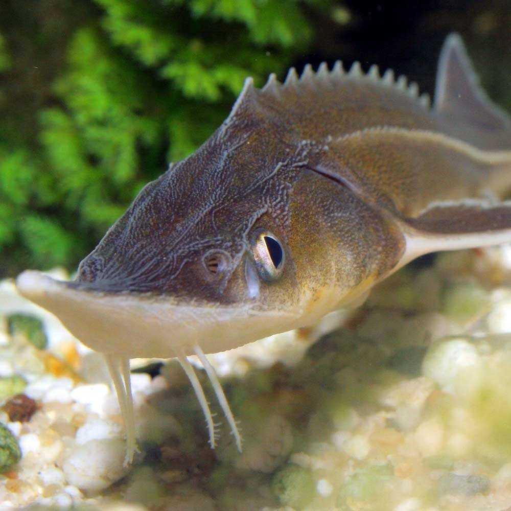 Икра стерляди: фото и питание