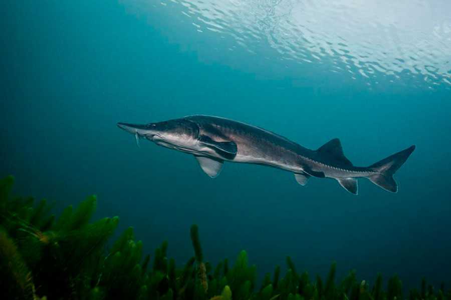 Стерлядь: где водится и как выглядит