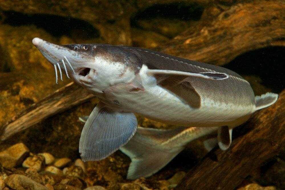 Стерлядь фото рыба
