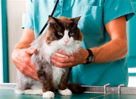 Перед кастрацией необходимо: