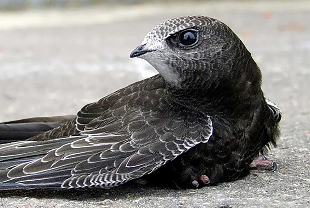 Чем выглядит стриж