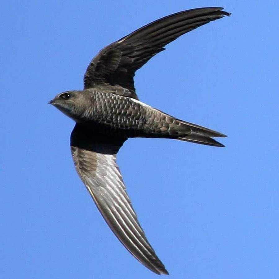 иглохвостый стриж птица. стриж обыкновенный. чёрный стриж. иглохвостый стриж. стриж обыкновенный.
