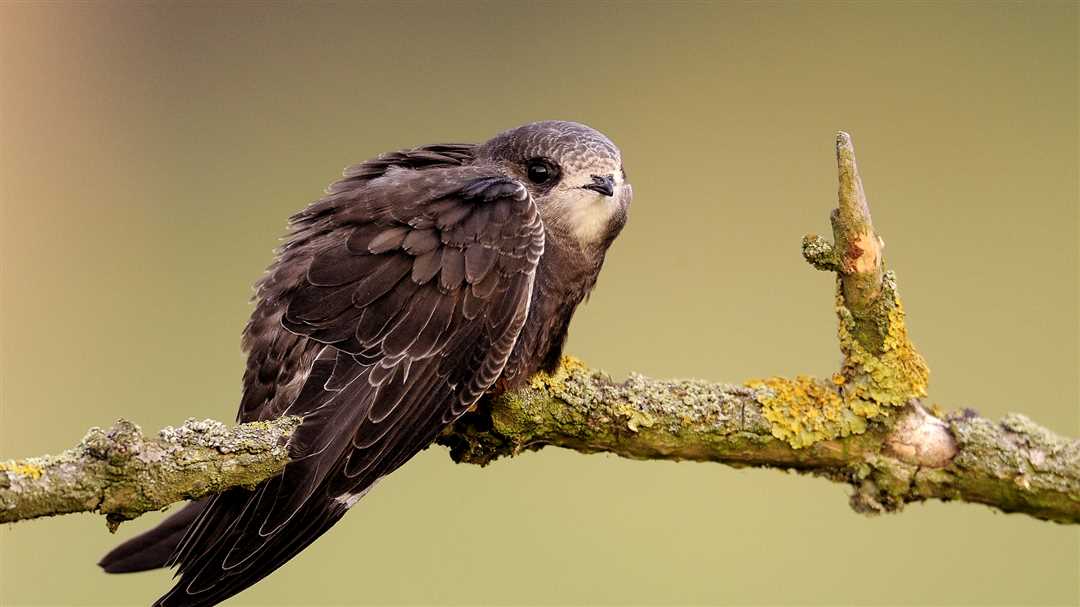 Стриж птица фото