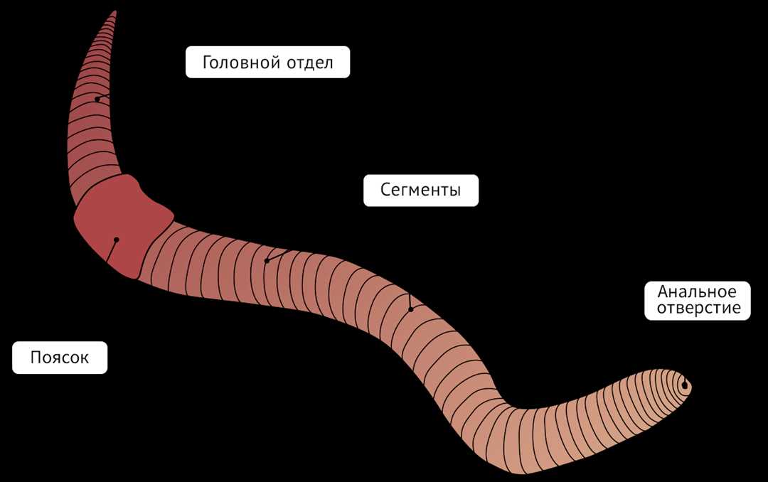 Пищеварительная система дождевого червя