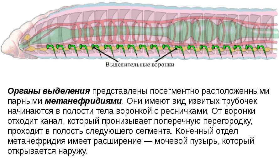 Строение дождевого червя: анатомия и функции основных органов Строение дождевого червя: анатомия и функции основных органов