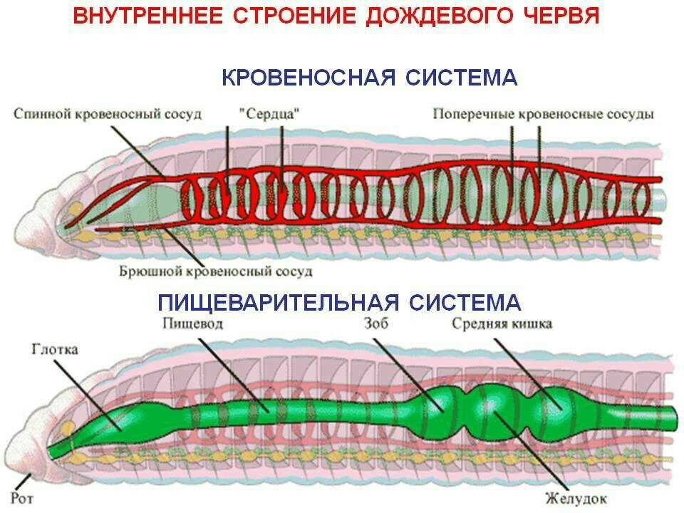 Самки и система яичников
