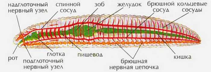 Где находится поясок у дождевого червя. Схема внутреннего строения дождевого червя. Внутреннее строение кольчатых червей. Внутреннее строение дождевого червя. Внутреннее строение кольчатого червя.