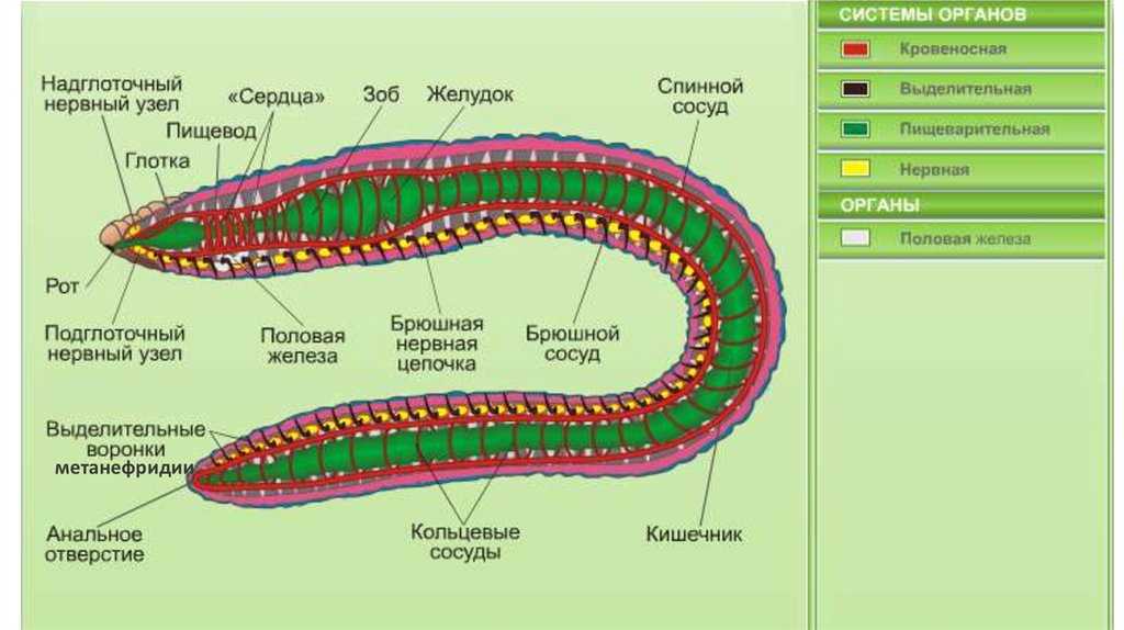 Части кольчатого червя. Схема внутреннего строения дождевого червя. Схема строения дождевого червя рисунок. Системы органов дождевого червя на рисунке. Схема органов дождевого червя.