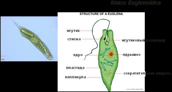Строение эвглены зеленой: особенности и функции органелл Строение эвглены зеленой: особенности и функции органелл