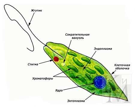 Функции ядра