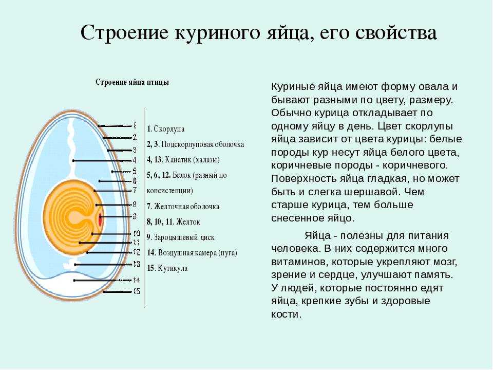 Основные части яйца птицы