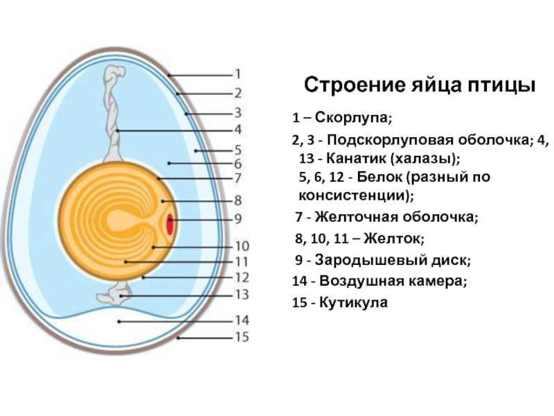 6. Клетка эмбриона