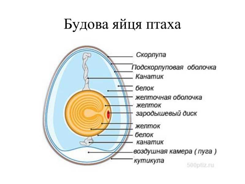 Строение куриного яйца рисунок