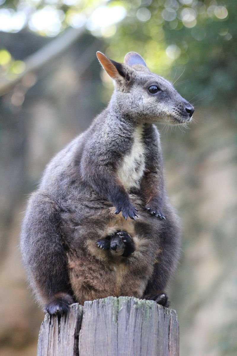 Сумчатые животные фото