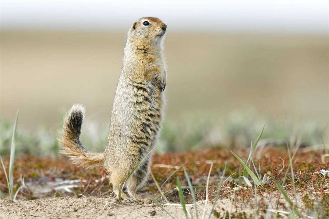 Информация о животных степей и их фото