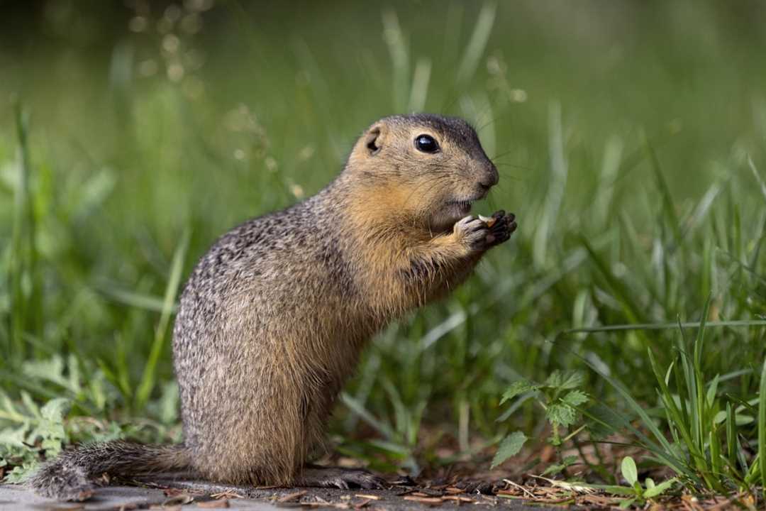 Всё, что нужно знать о питании суслика