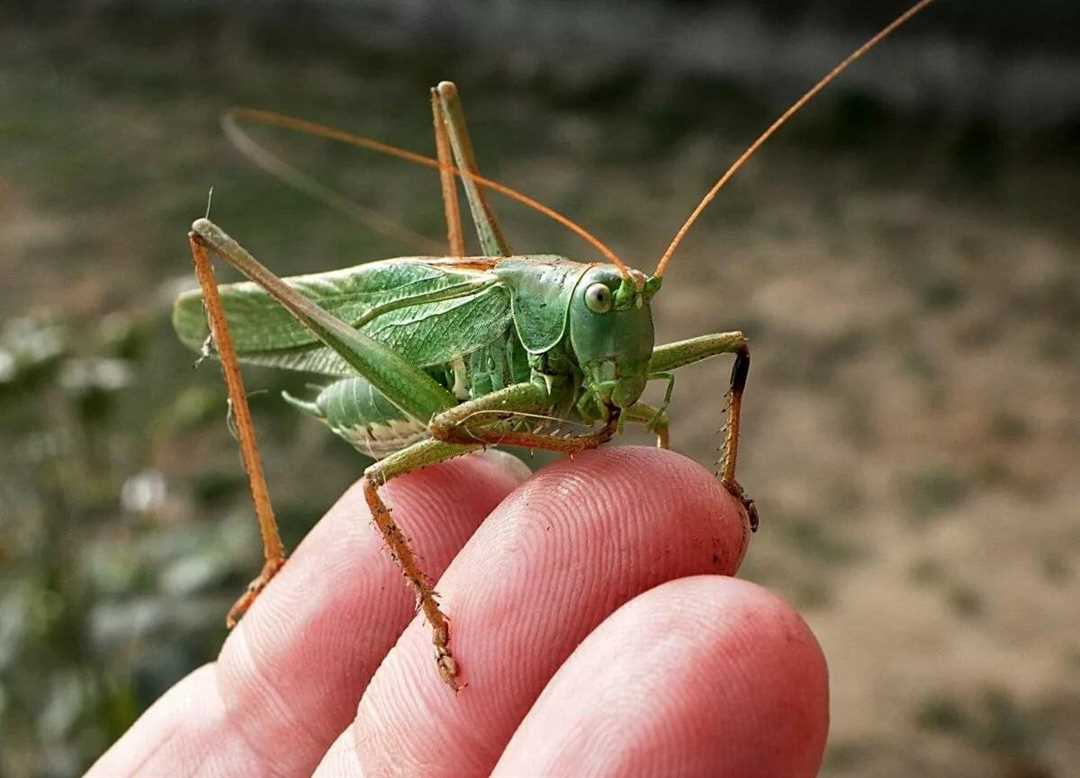 Чем питаются сверчки в домашних условиях