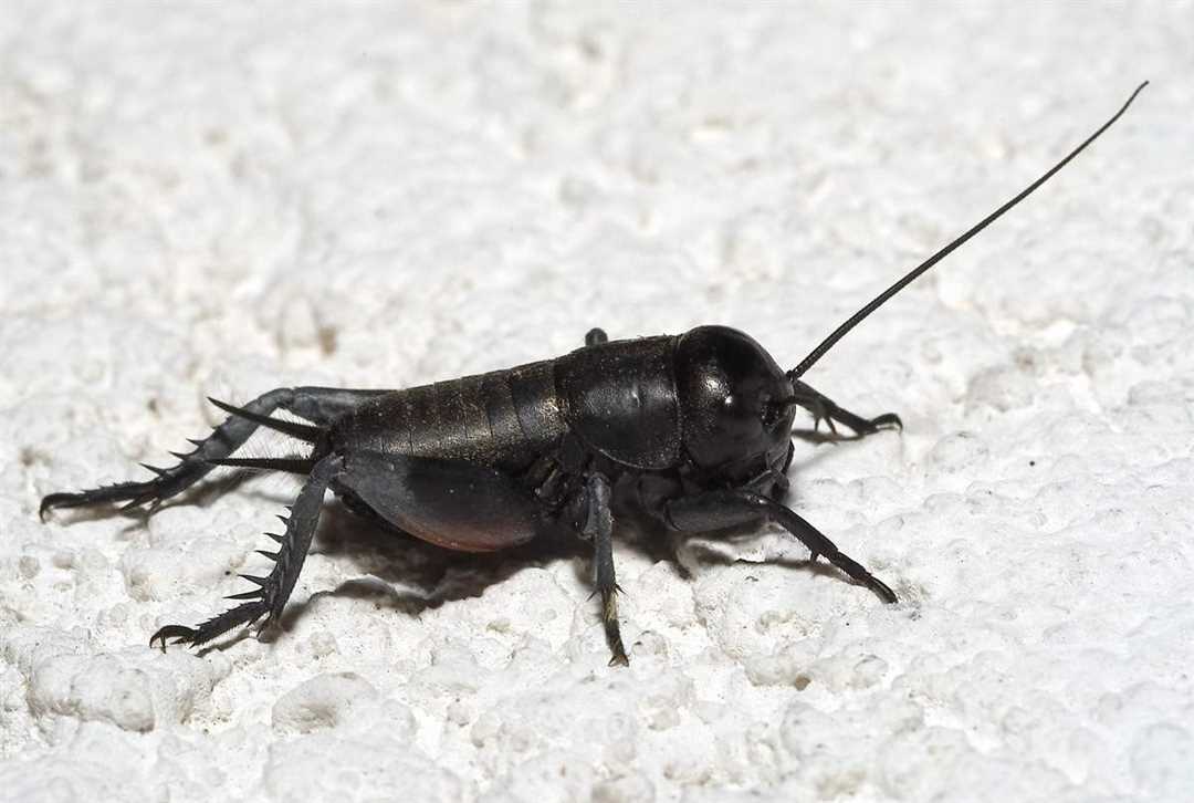 Влияние камышовки и ротового аппарата на звуки сверчков в доме