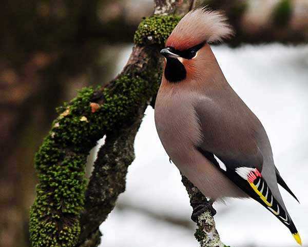 Свиристель фото: узнайте, как выглядит эта красивая птица