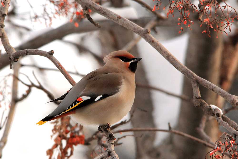 Способы передвижения