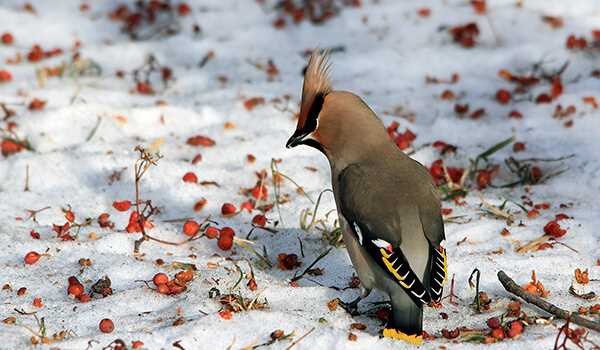 Образ жизни свиристеля