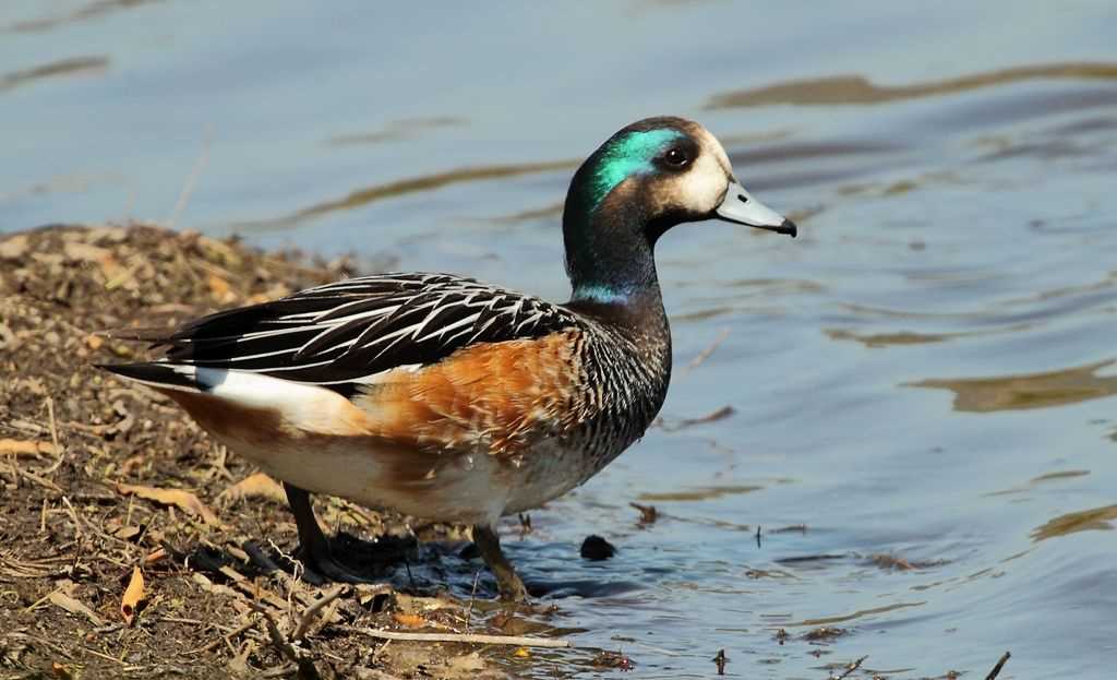 Описание и фотографии разнообразных уток