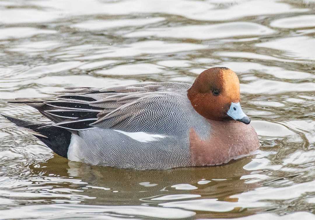 Утки и связь – прекрасные фотографии из животного мира