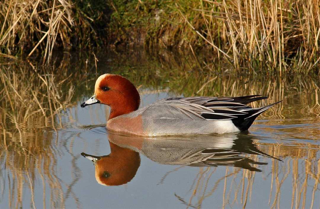 Свиязь утка фото