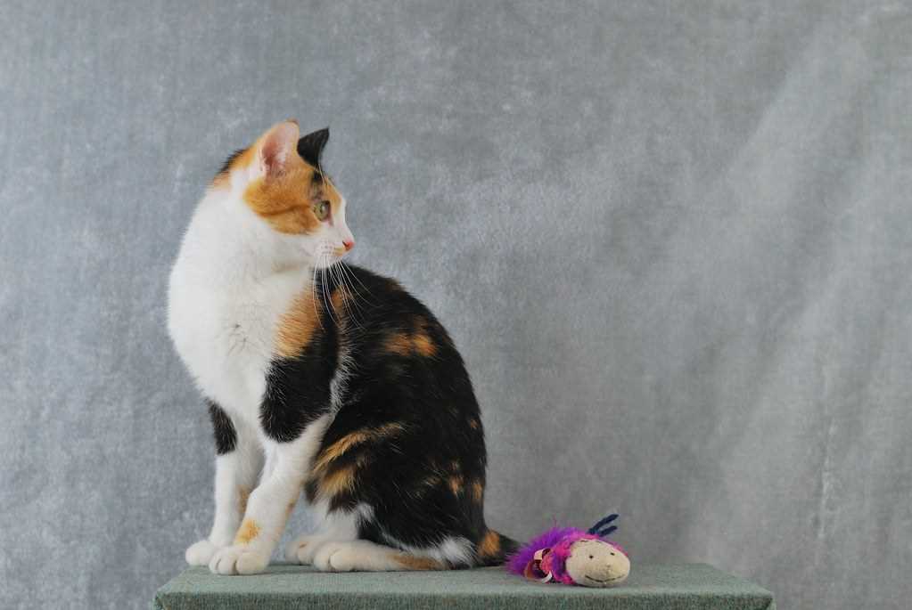 Трехцветные коты в нашей жизни: факты и мифы
