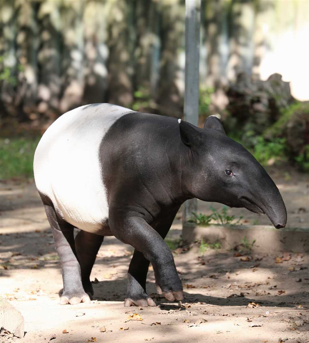 Кто такие тапиры: изучаем этого интересного представителя фауны