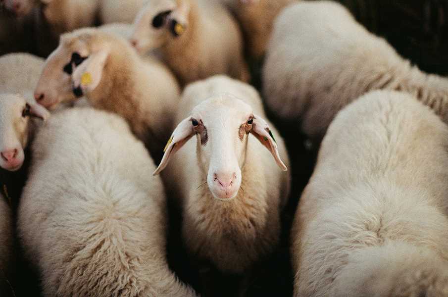 Таскан на Википедии: фото и основные сведения