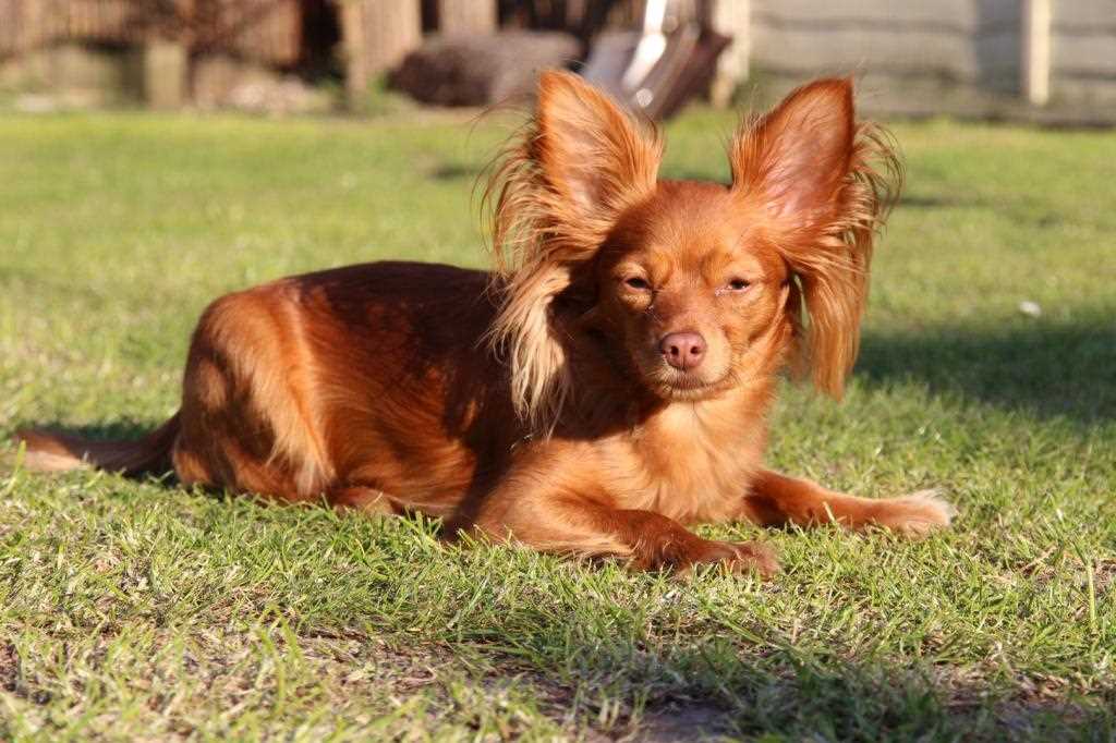 Питание натуральным питанием