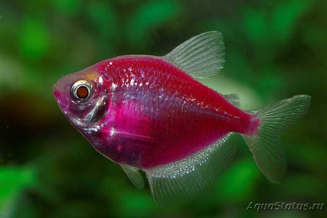 Фотографии тернеции