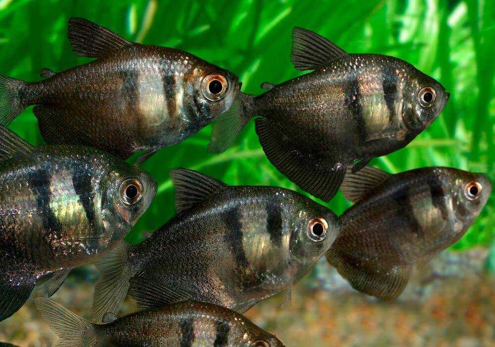 Тернеция содержание и уход Тернеция содержание и уход