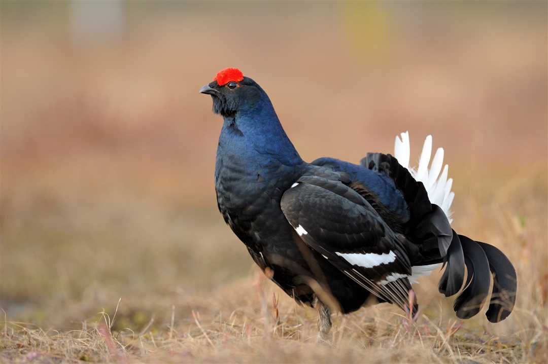 Фото косача - птицы, близкой к тетереву