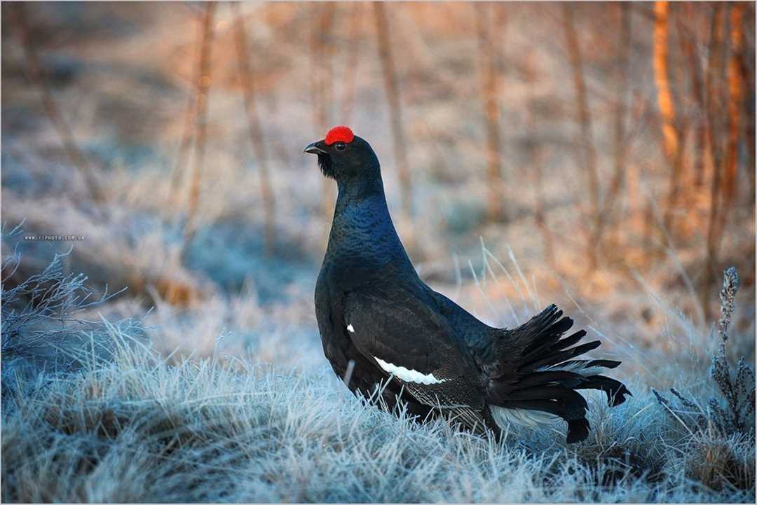 Тетерев - птица, как выглядит и как живет